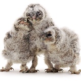 Trio of baby Tawny Owls