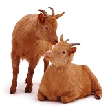Two ginger goats