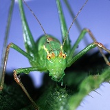 Speckled bush cricket portrait