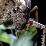 Dark bush cricket portrait