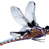 Libellula Dragonfly in flight