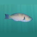Hawaiian Parrotfish