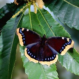 Camberwell Beauty Butterfly