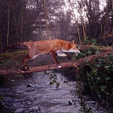 Fox on log bridge at dawn