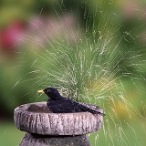 Blackbird bathing
