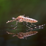 Mosquito male on water