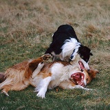 Border Collies play fighting