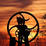 Farm cat at sunset
