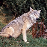 Grey Wolf sitting