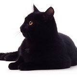 Black cat lying down