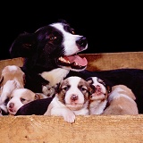 Border Collie with puppies in a whelping box