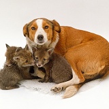 Border Collie with fostered fox cubs