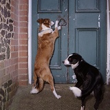 Border Collie trying to open a door