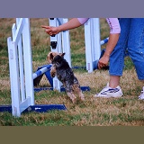 Dog agility Yorkshire Terrier