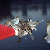 House Sparrows on hand
