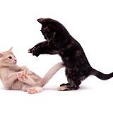 Kittens play-fighting