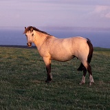 Lundy horse