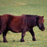 Thelwell pony
