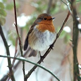 Robin in snow