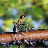 Wood Ant defensive