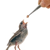 Sparrow being fed with forceps