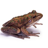 Australian Bullfrog
