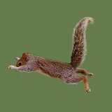 Grey Squirrel leaping