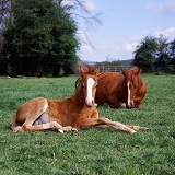British show pony foal lying down