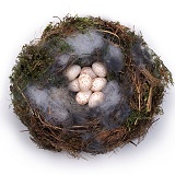Great Tit nest with eggs