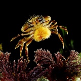 Shore Crab female carrying eggs