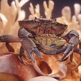 Shore Crab male and female