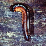 Giant Millipedes mating