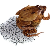 Frogs with spawn