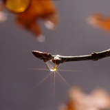 Water drop on an oak twig