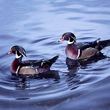Wood Duck Drakes