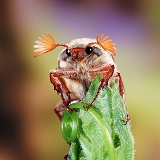 Cockchafer Beetle