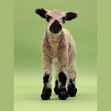 Lamb