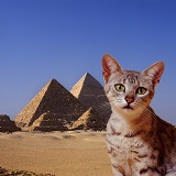 Egyptian Mau cat with pyramids
