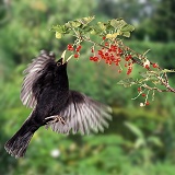 Blackbird picking red currants
