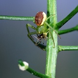 Crab spider eating its mate
