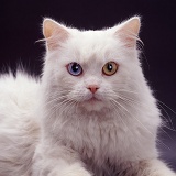 Odd-eyed white cat