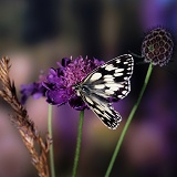 Marbled White Butterfly on scabious