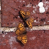 Wall butterflies