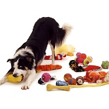 Border Collie with toys