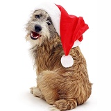 Cheeky dog with Santa hat