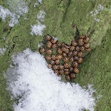14-spot ladybirds hibernating
