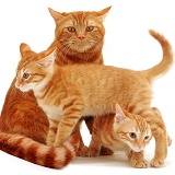 Ginger cat with two kittens