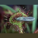 Sundew with lacewing
