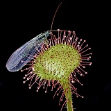 Sundew with lacewing