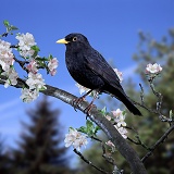 Blackbird male on apple bough